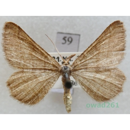 Isturgia murinaria (Denis & Schiffermüller, 1775) Czech59
